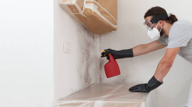 Attic Mold Remediation treatment on roof deck in Watertown