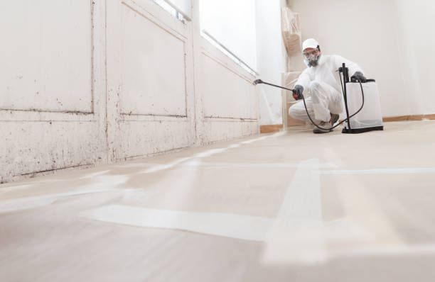 Black mold remediation team in Watertown